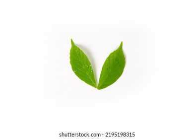 Two Light Green Leaves Soaked In Rain Are Placed In A V Shape On A White Background.