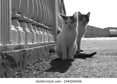 2 Kittens Images Stock Photos Vectors Shutterstock