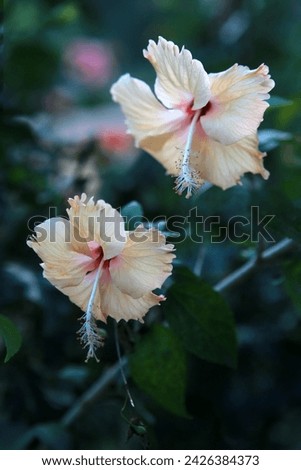 two light orange shoeblack plant or hibiscus rosa sinensis or hawaiian flower or rose mallow or chinese rose, blossom blooming in the garden.