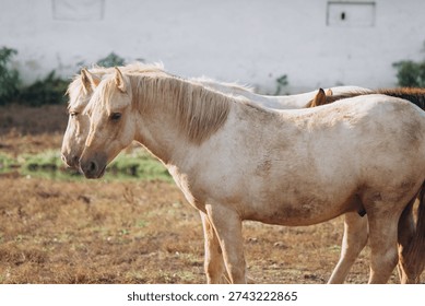 Two light-colored horses standing side-by-side in a dry grass field, with another horse and a white building in the background