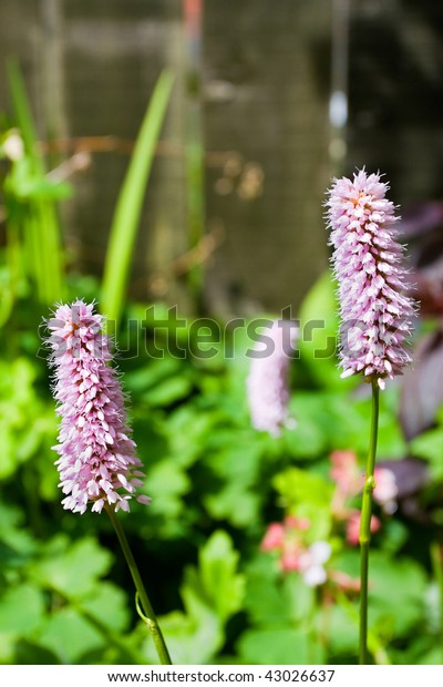 toilet brush plant