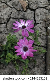 Two Lilac Flowers Closeup On A Dry Cracked Ground