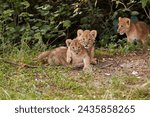 Two lion cubs in the forest of Kenya.