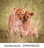 Two lion Cubs playing on the grass