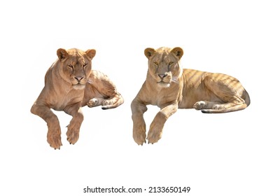 Two Lioness Isolated On A White Background 