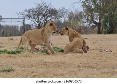 Two Lioness Playing In Wild 