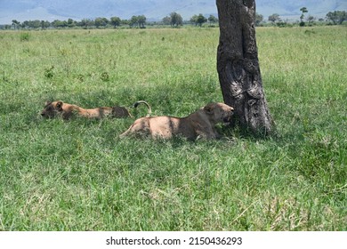 Two Lioness Resting After A Hunt