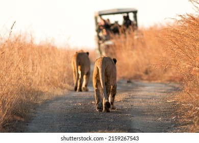 Two Lioness Sisters Taking A Stroll