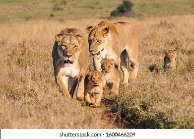 Two Lioness And Three Cubs Walking And Playing