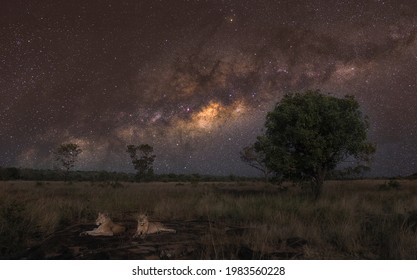 Two Lionesses Keep Watch Over Their Starlit Pridelands