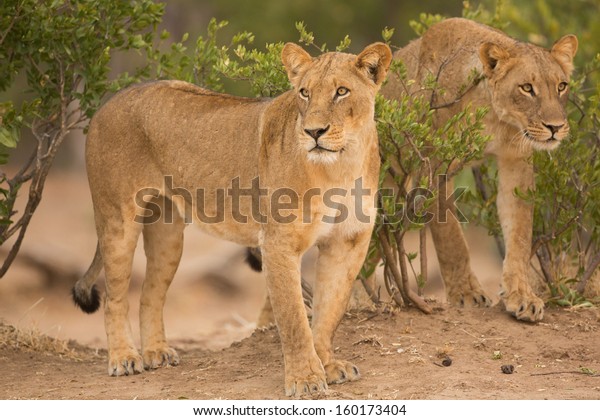 Two Lionesses (Leo Panthers) on the hunt. Lion mural wallpaper. 