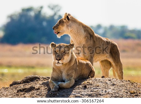 Two lionesses on the hill. Votsvana. An excellent illustration. Africa. Big cats.