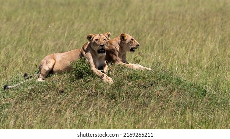 Two lionesses sitting on a rise in the flat grassland. Main subject looks forward displaying its full face. Sunshine highlights the gold brown of their fur.