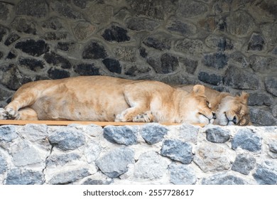 Two Lionesses sleeping. The animal Lion sleeps. The lioness is lying down - Powered by Shutterstock