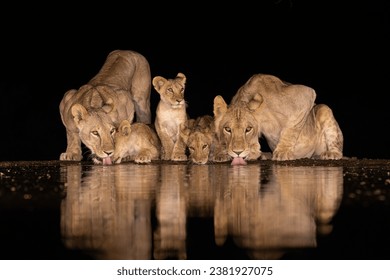 Two lionesses with three cubs drinking from a pond at night in Lentorre, Kenya
