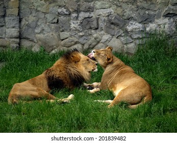 Two lions