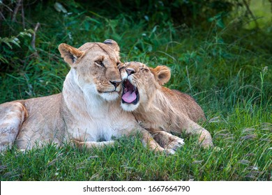 Two Lions In The Grass Of The National Park Of Kenya, Africa. Animal In The Habitat. Wildlife Scene From Nature