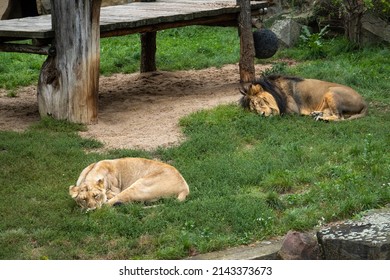 Two Lions Male Female Sleeping On Stock Photo 2143373673 | Shutterstock