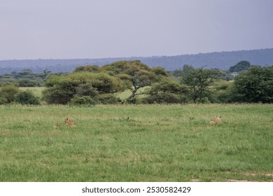 Two lions resting in the open African savannah.A tranquil view of two lions resting in the open grasslands of the African savannah - Powered by Shutterstock