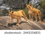 Two lions stand on rock near trees