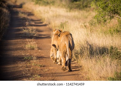 Two Lions Walking Away On The Dirt Road