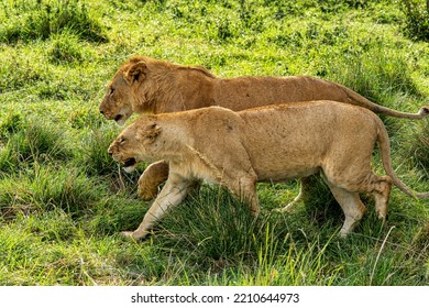 Two Lions Walking East Africa Safari