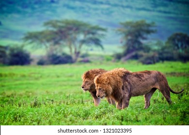 Two Lions Walking In Ngorongoro Crater