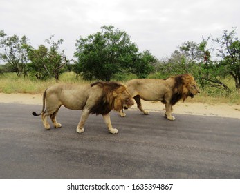 Two Lions Walking In The Road