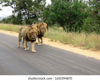 Two Lions Walking In The Road