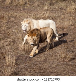 Two Lions Walking Through The Savanna