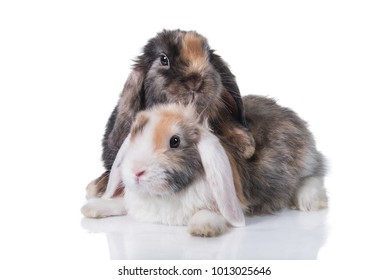 Two Little Adorable Rabbits Isolated On Stock Photo 1013025646