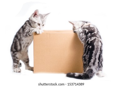 Two Little American Short Hair Cat Play Around Box