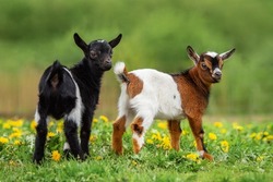 Two Little Baby Goats In Summer. Farm Animals.