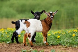 Two Little Baby Goats In Summer. Farm Animals.