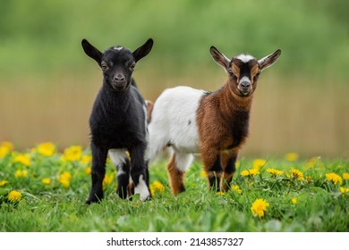 Two Little Baby Goats In Summer. Farm Animals.