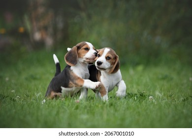 Two little beagle puppies playing in nature - Shutterstock ID 2067001010