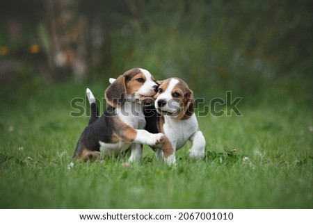 Two little beagle puppies playing in nature
