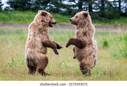 Two little bears decided to play. Cute bear cubs playing together. Bear cubs in nature. Bear cubs