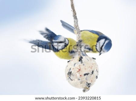 Two little birds feeding on fat ball.  Blue tit. Winter time