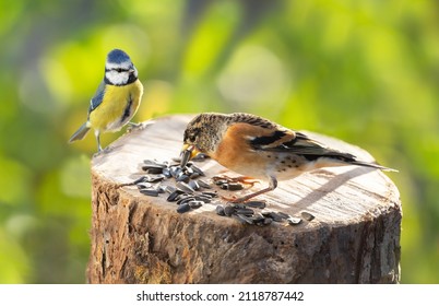 Two little birds perching on a bird feeder with sunflower seeds. Blue tit and brambling finch