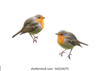 Two Little Birds Robins On A White Isolated Background