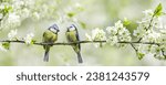 Two little birds sitting on branch of blossom tree. The blue tit. Spring time