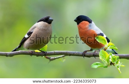Two little birds sitting on branch of tree. Male and Female common bullfinch