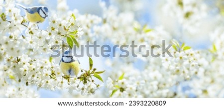 Two little birds sitting on branch of blossom cherry tree in a garden. The blue tit. Spring background