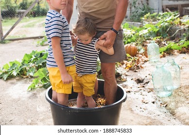 Two little boys crush grapes with their feet. Children in bright yellow shorts help their family with wine production. Production of sustainable wine