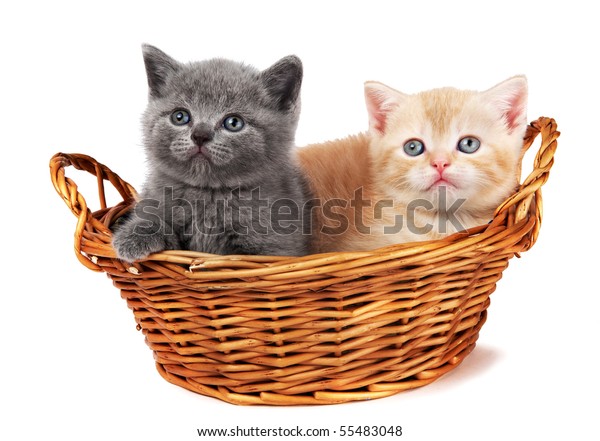 Two Little British Shorthair Kittens Cat Stock Photo Edit Now