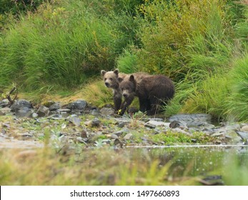 Two Little Brown Bear Cubs Walking On The River, Katmai National Park And Preserve