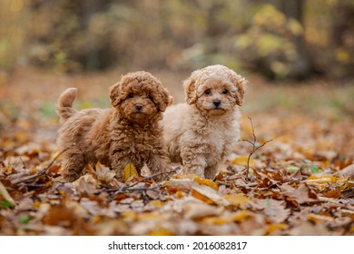 Two Little Brown Poodles. Small Puppy Of Toypoodle Breed. Cute Dog And Good Friend. Dog Games, Dog Training. Be My Friend.