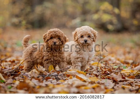 Two little brown poodles. Small puppy of toypoodle breed. Cute dog and good friend. Dog games, dog training. Be my friend.