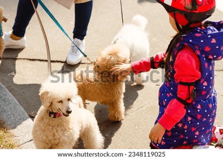 Two little brown poodles. Small puppy of toypoodle breed. Cute dog and good friend. Dog games, dog training.